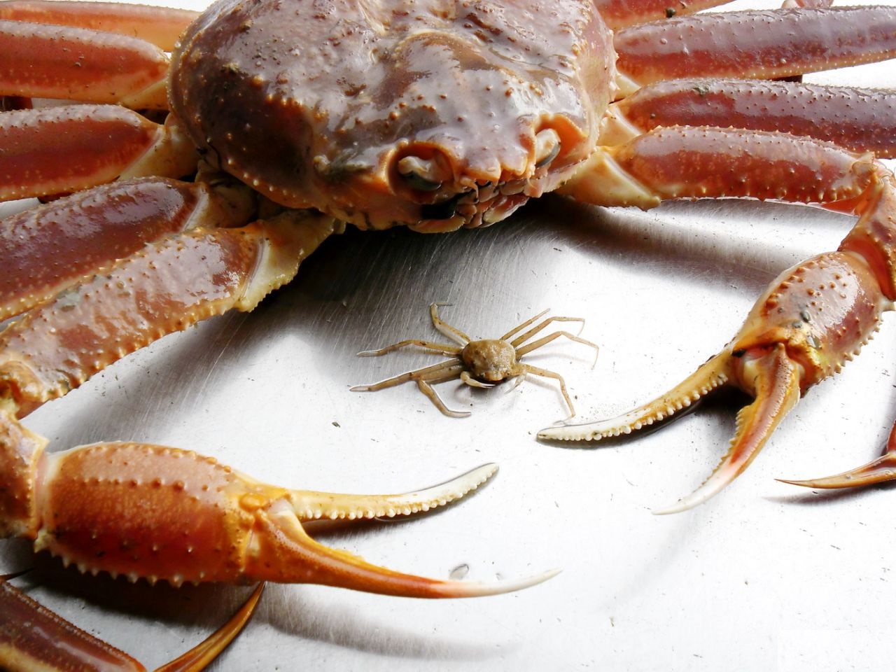 Common Snow Crab (Chionoecetes opilio), large and small