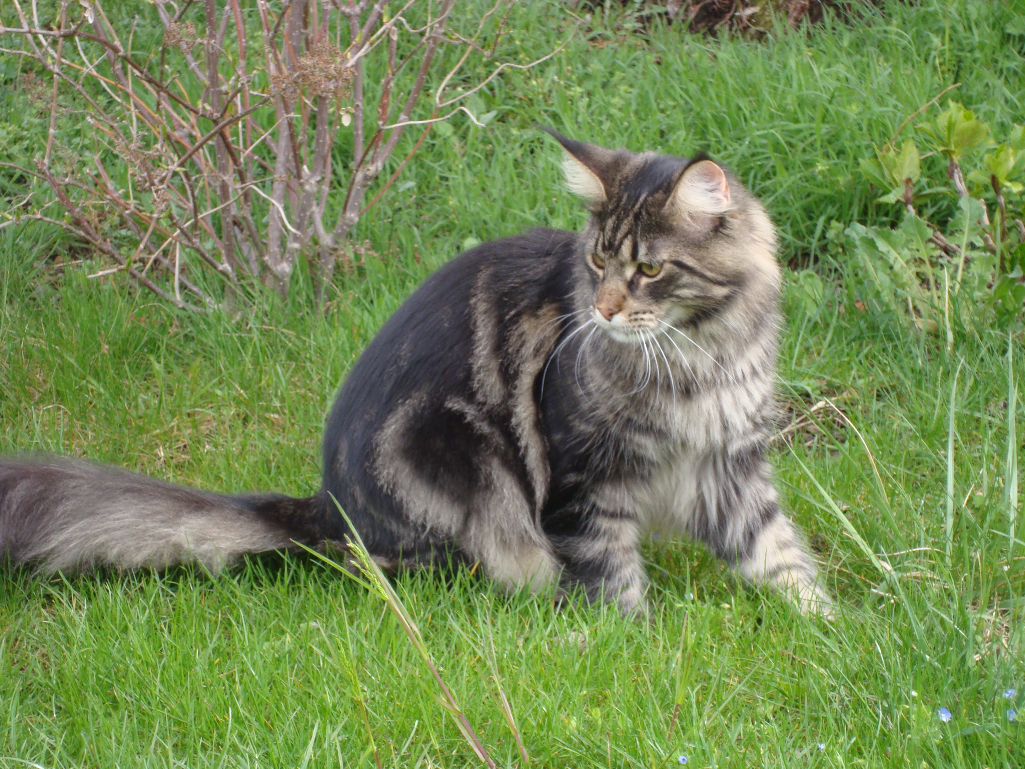 Maine coon in the grass