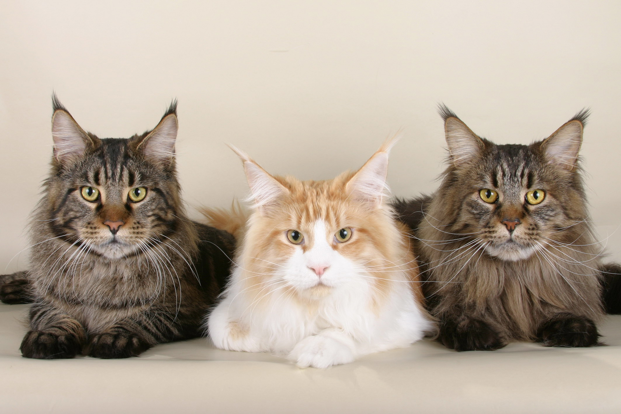 Maine Coons of different colors