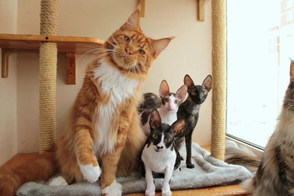 Maine coon and bald cats