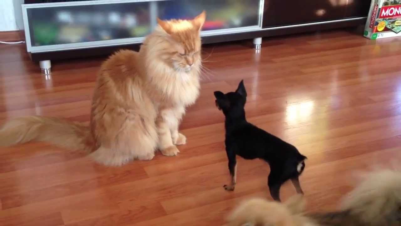 Maine coon and chihuahua