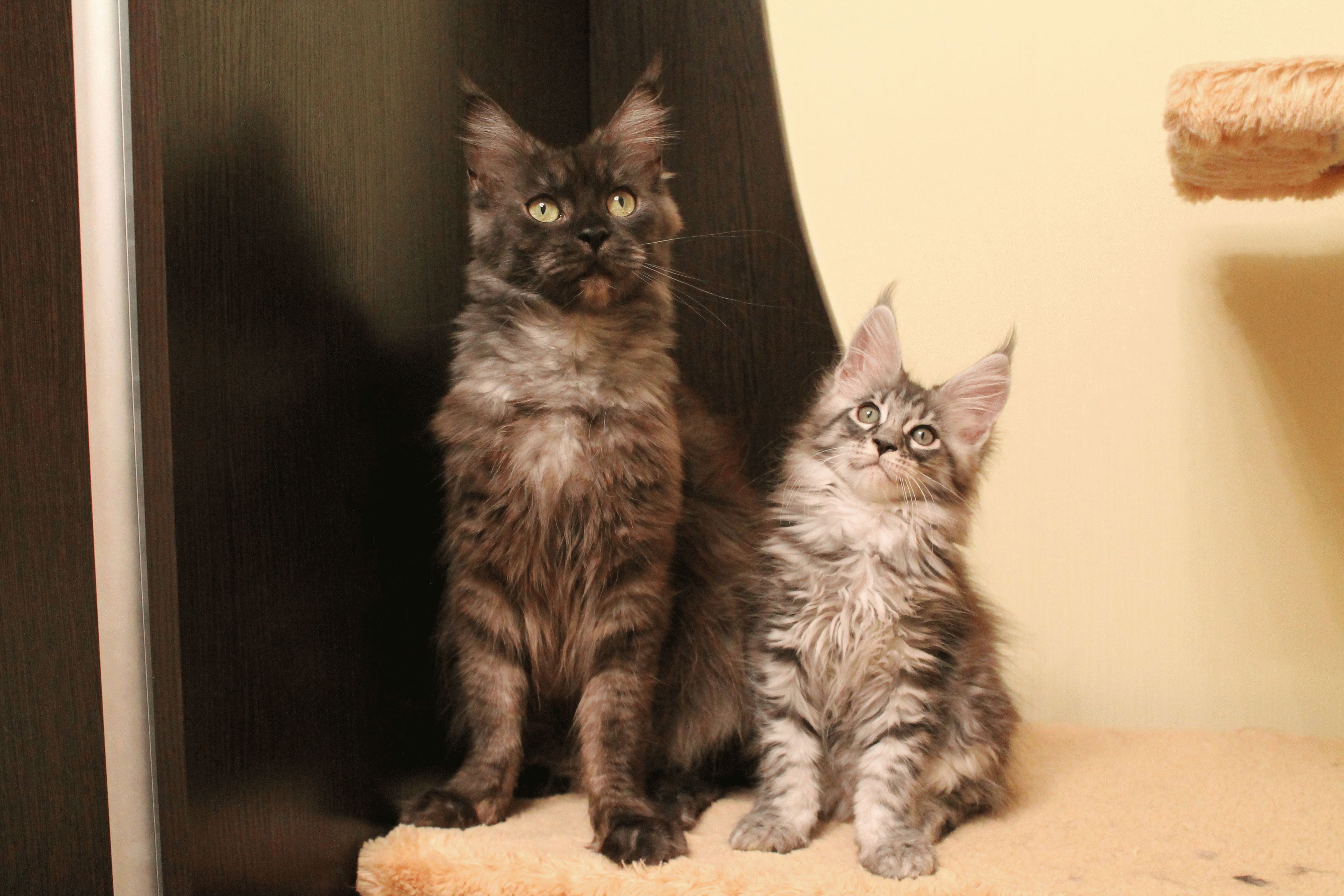 Cat and kitten maine coon