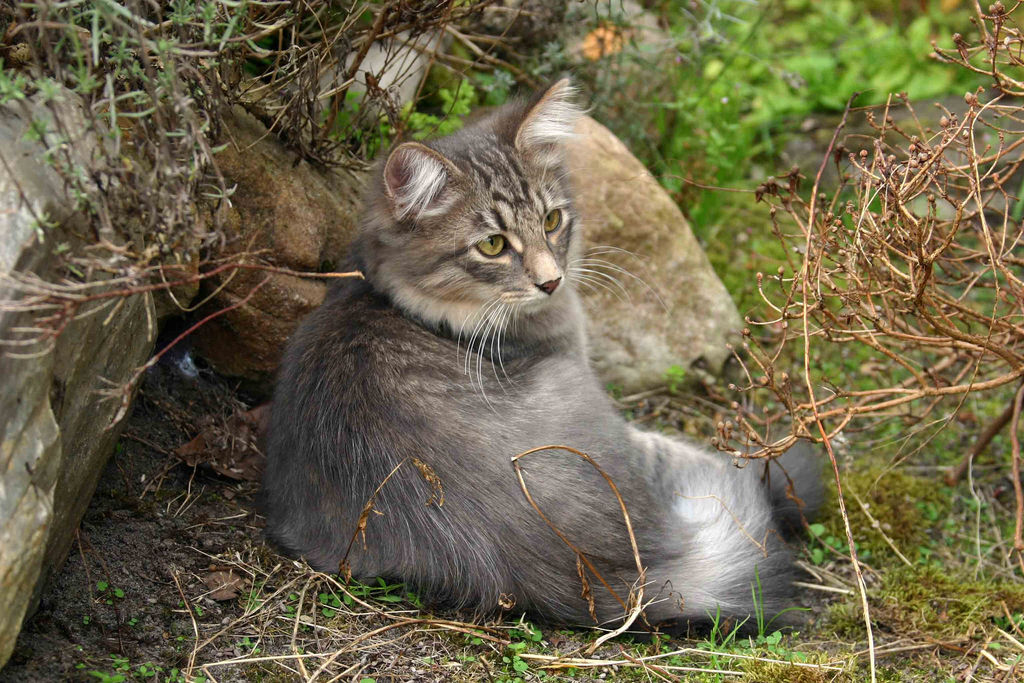 Young Siberian cat