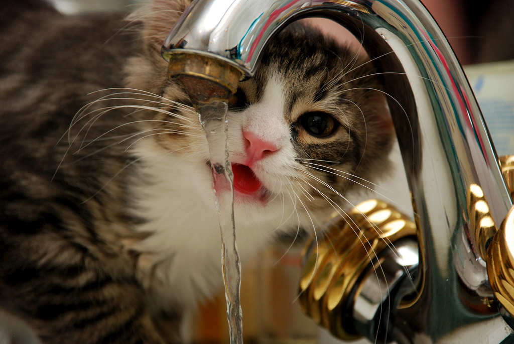 Siberian cat drinks water