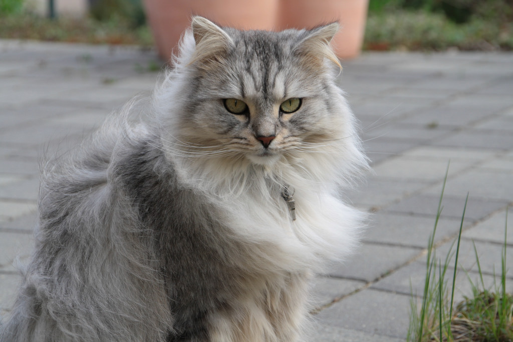 Siberian cat gray color