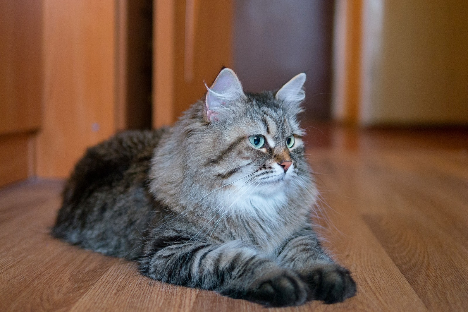 Siberian cat at home