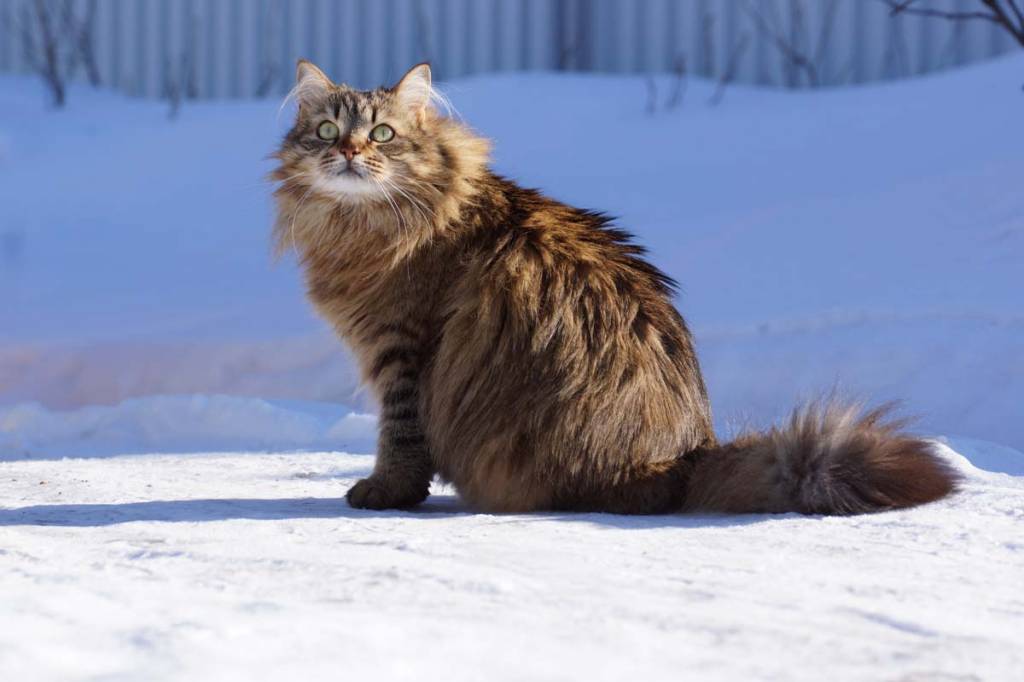 Сибирска мачка на снег