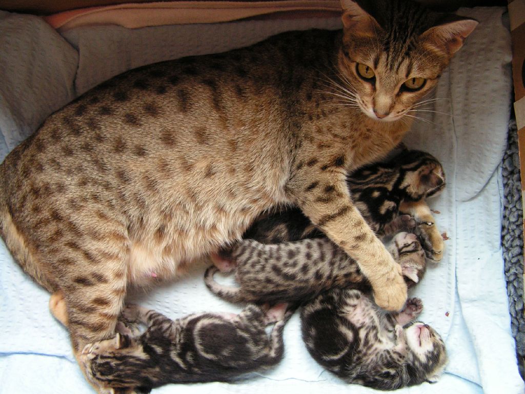 Otsikety: cat with kittens