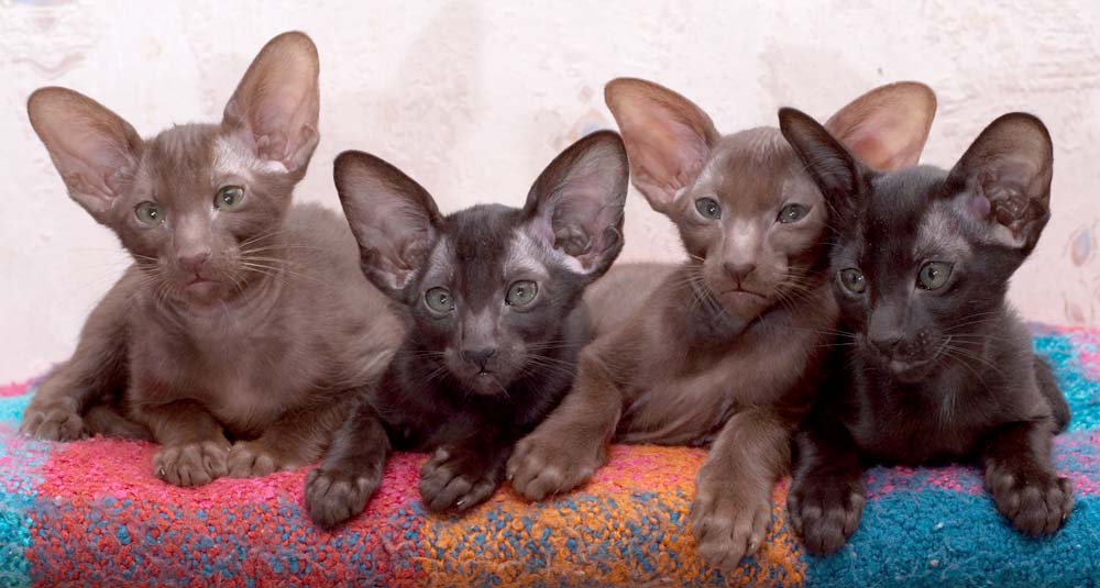 Oriental kittens of different colors