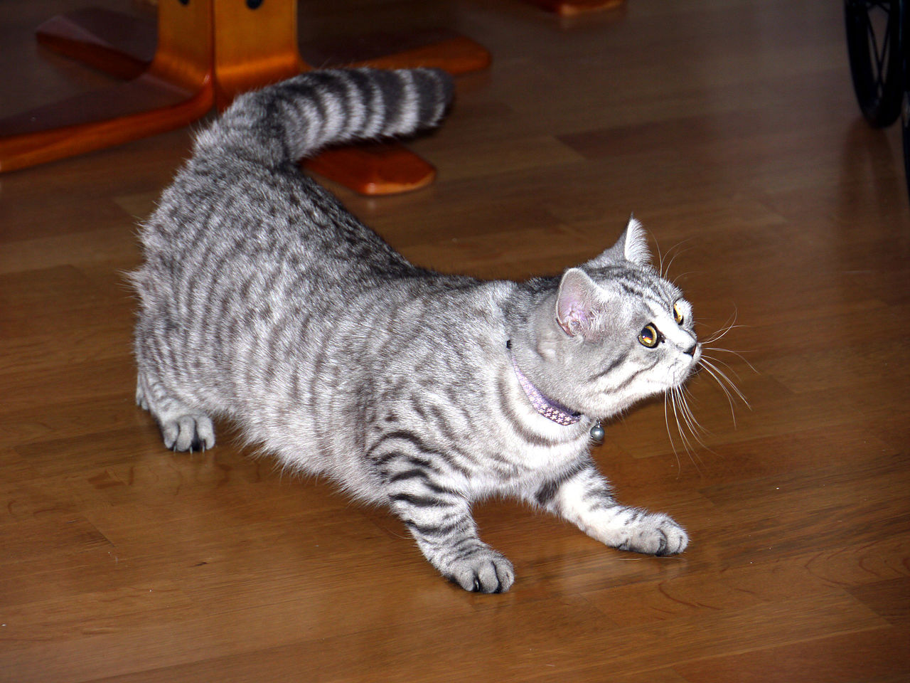 British Shorthair, black and silver tabby color