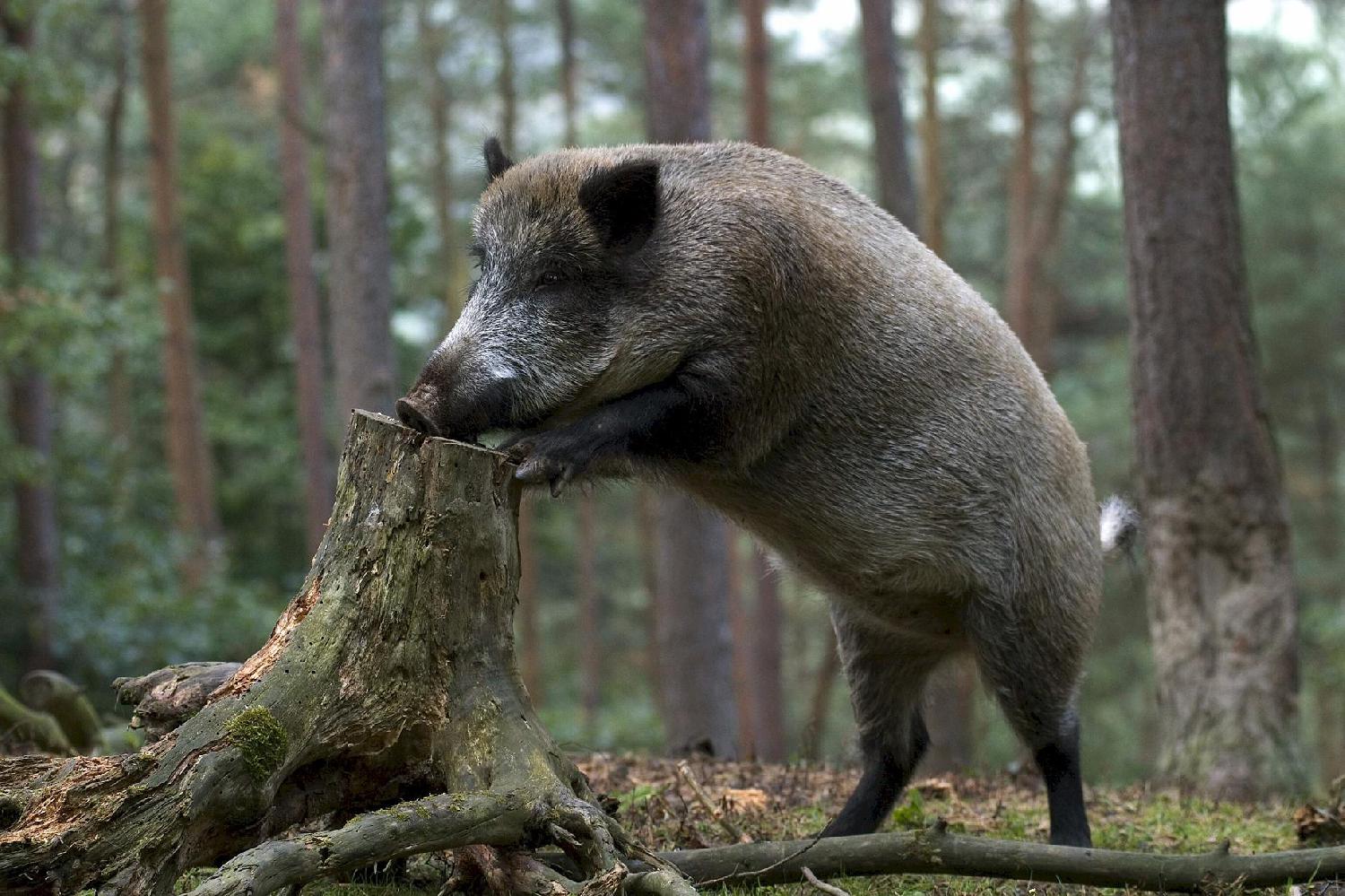 Photo boar in the forest