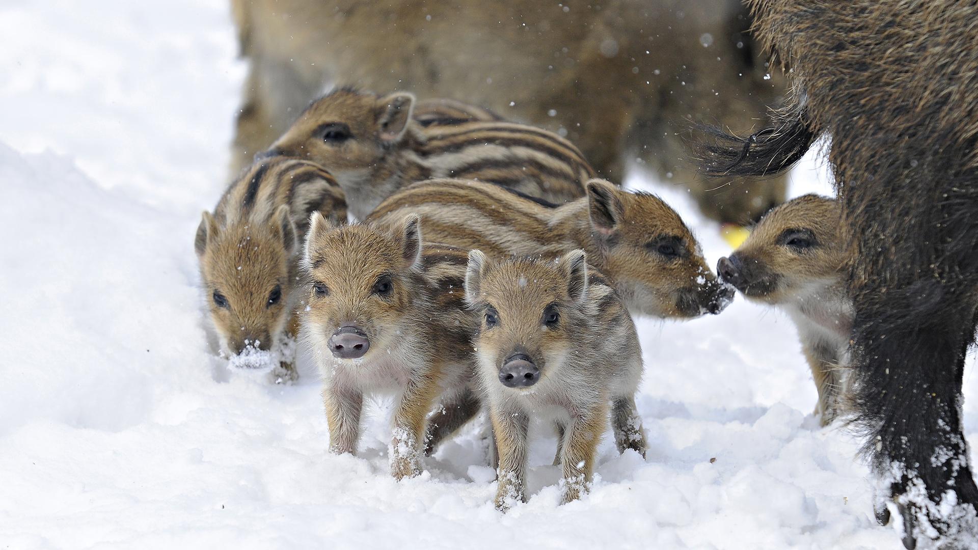 Piglets - small boars