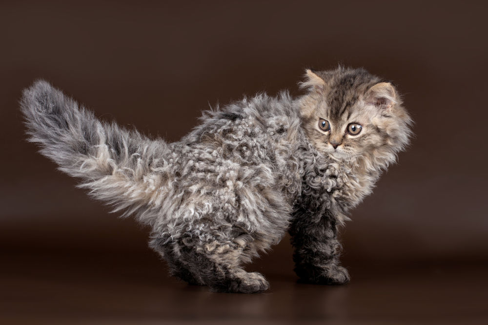 Long-haired kitten Selkirk Rex