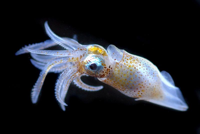 Small squid