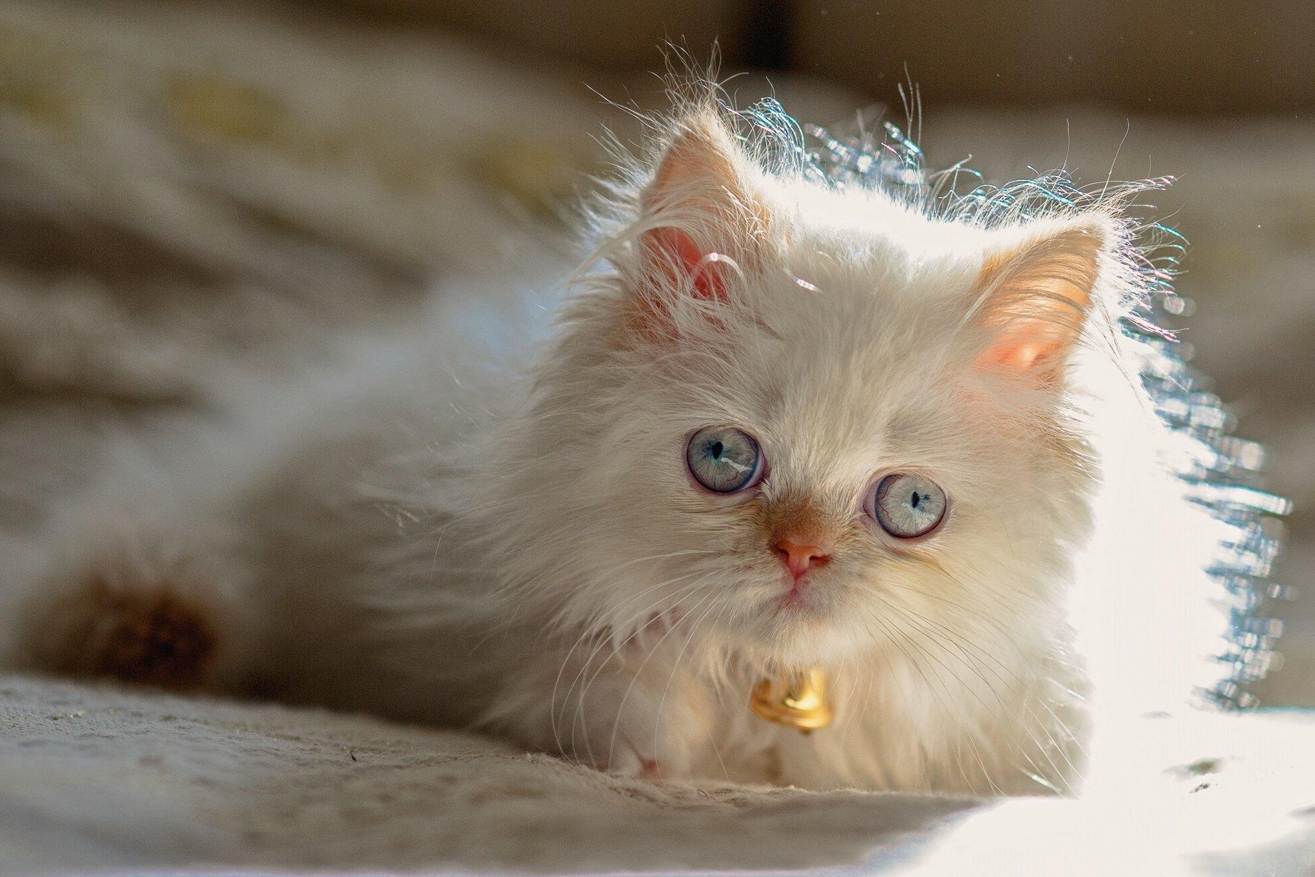 Kitten himalayan cat
