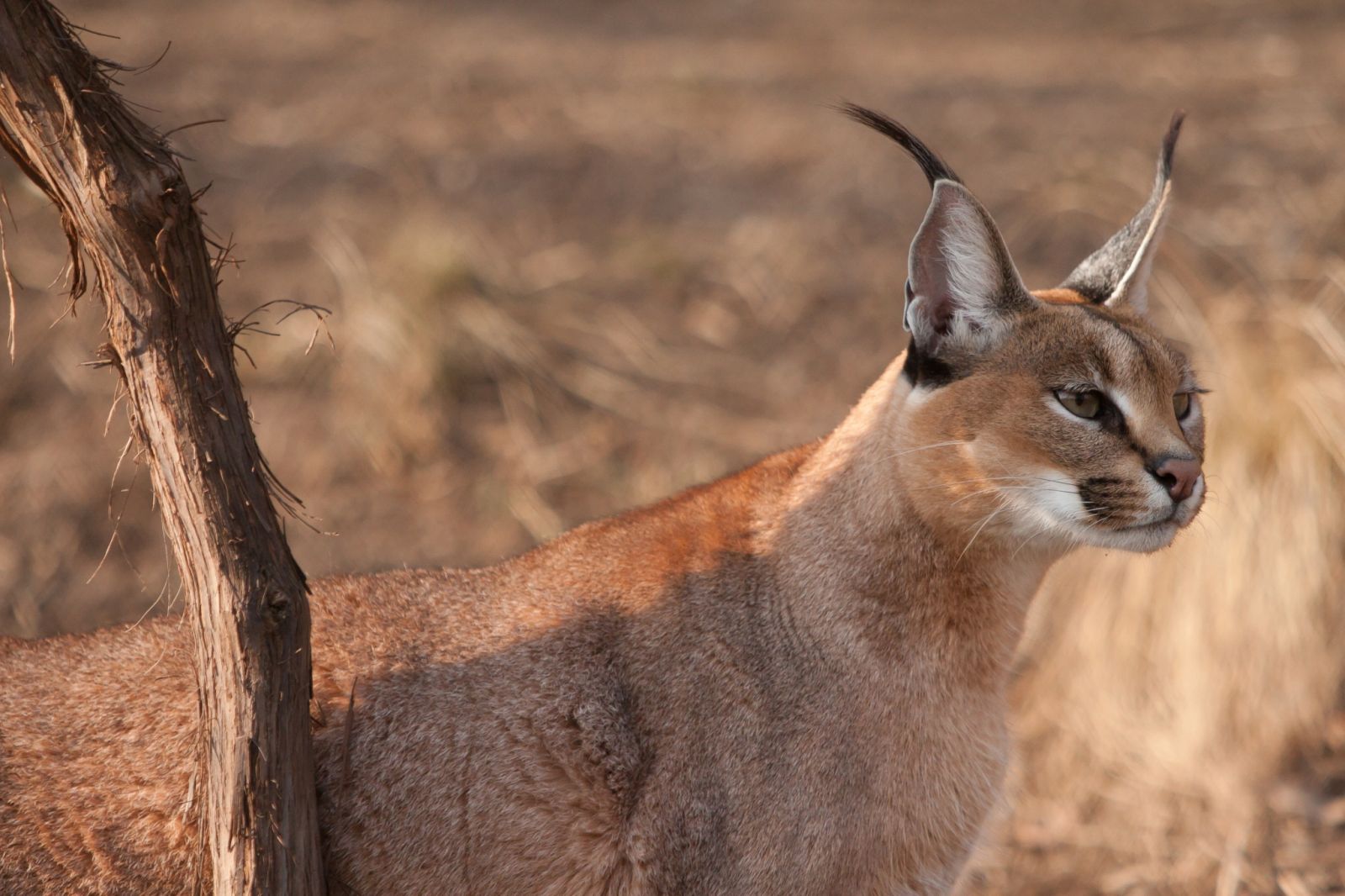 Photo caracal in nature