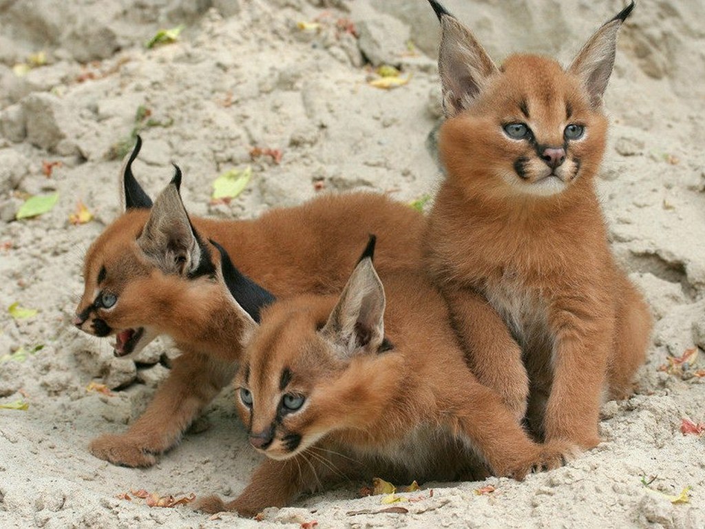 Caracal kittens