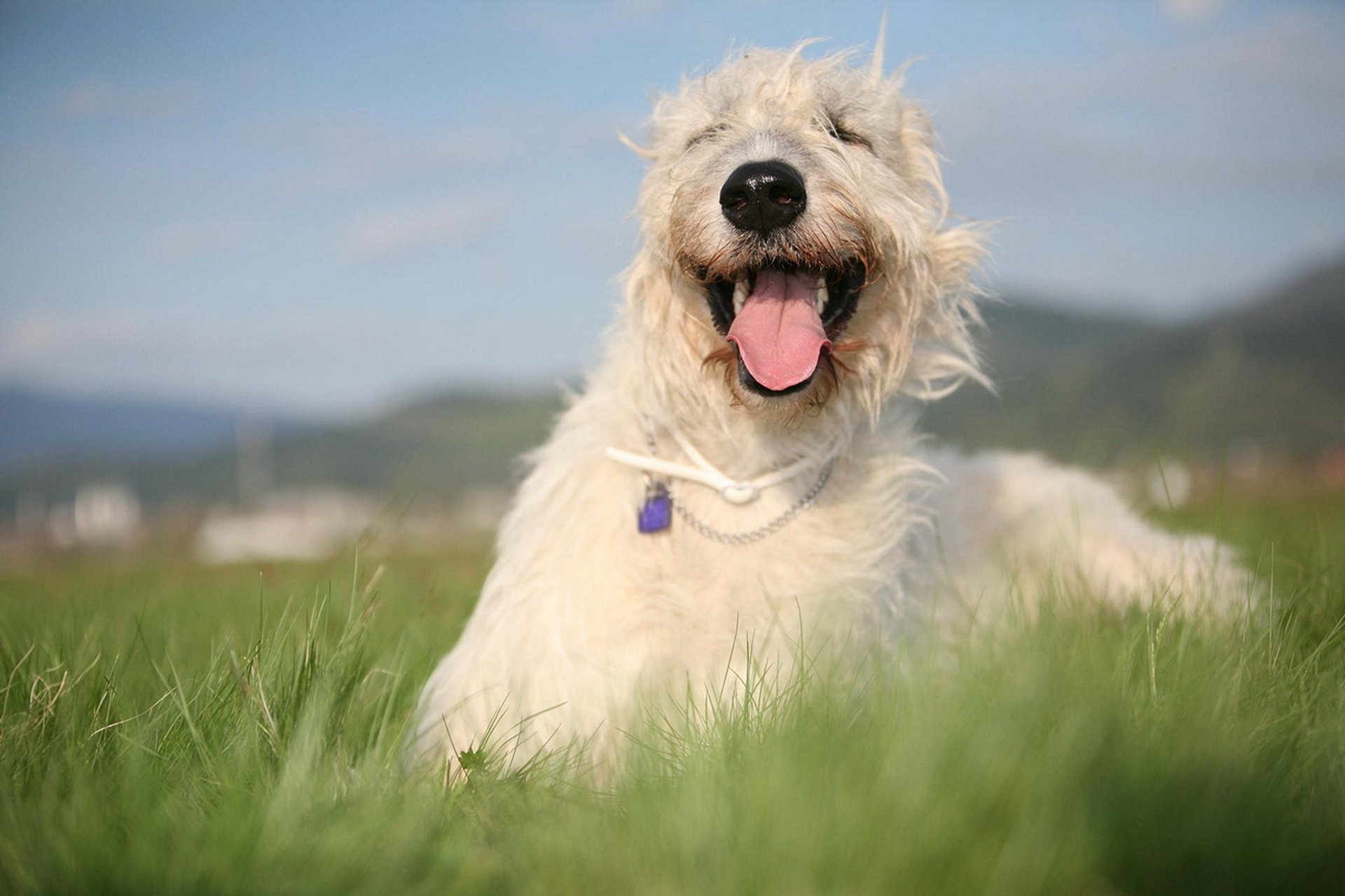 Irish Wolfhound of a white color