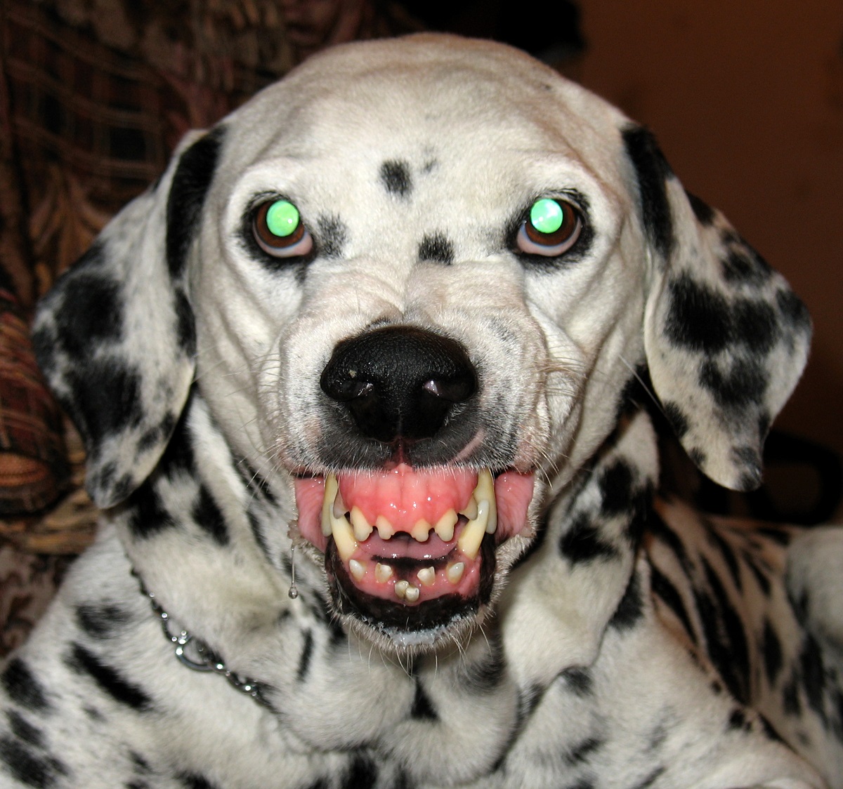 Muzzle evil dalmatian