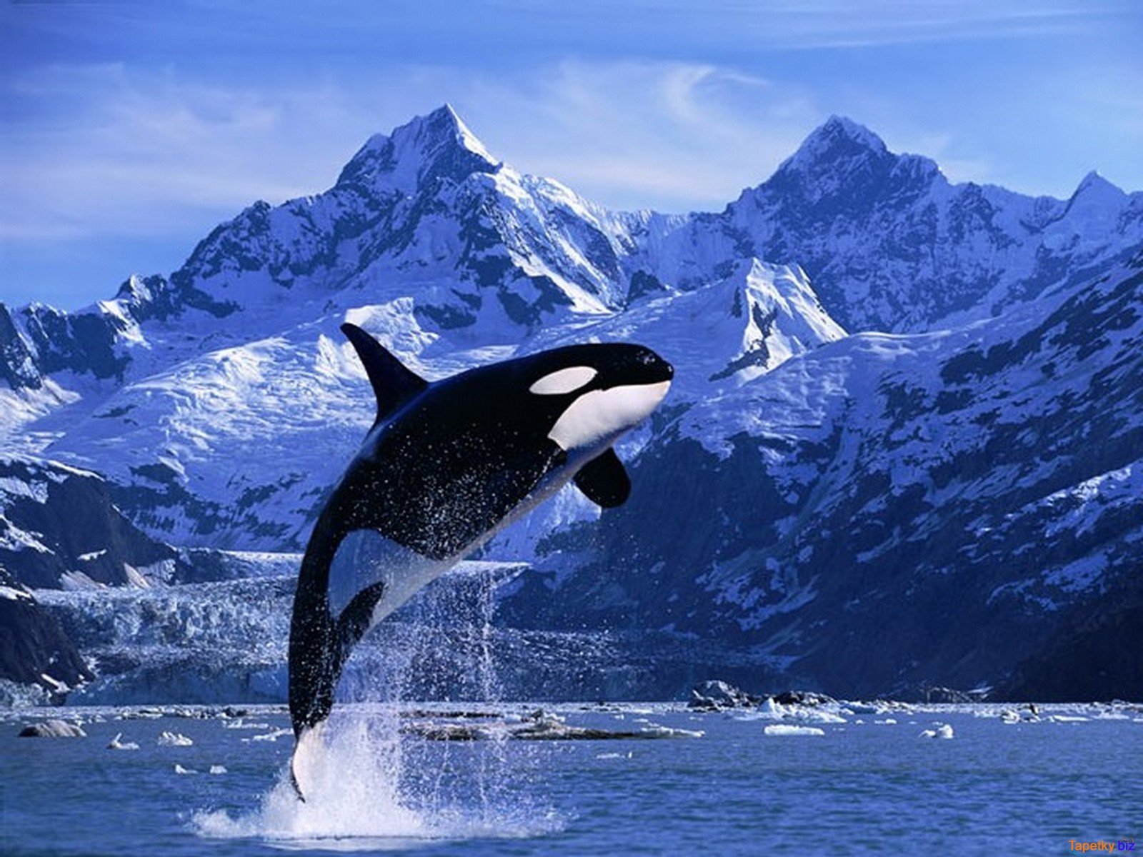 Killer whale jumped out of the water