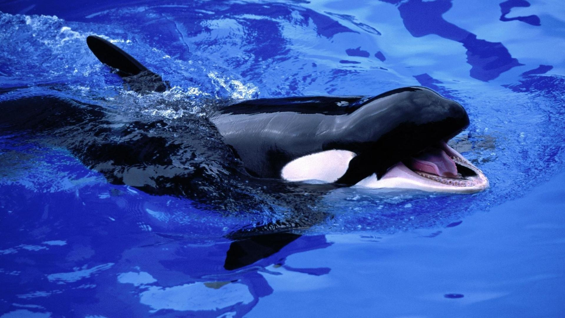 Killer whale's mouth