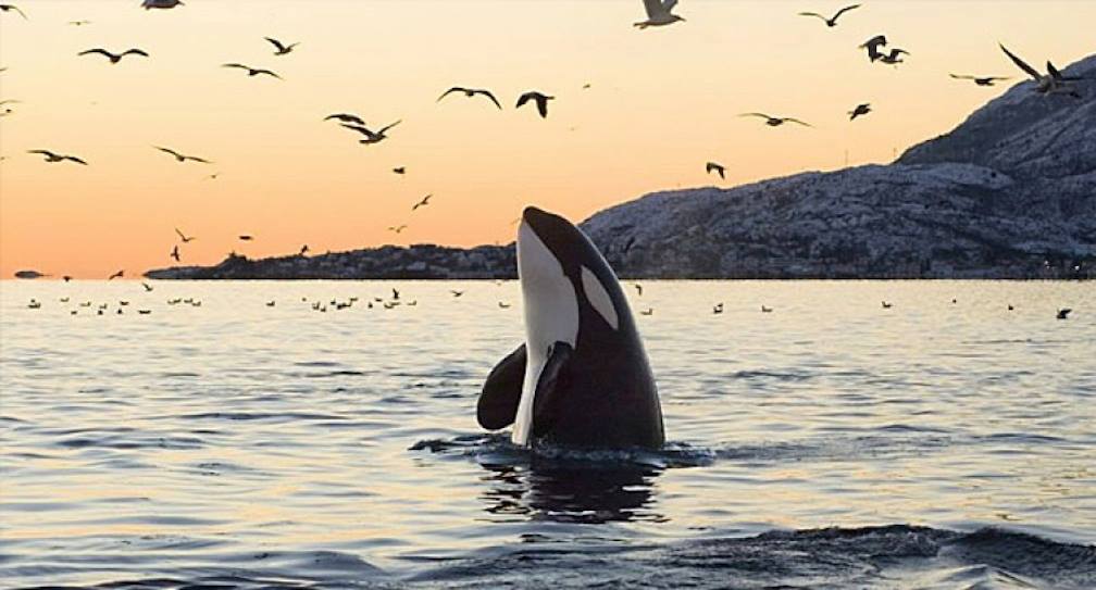 Killer whale in the water