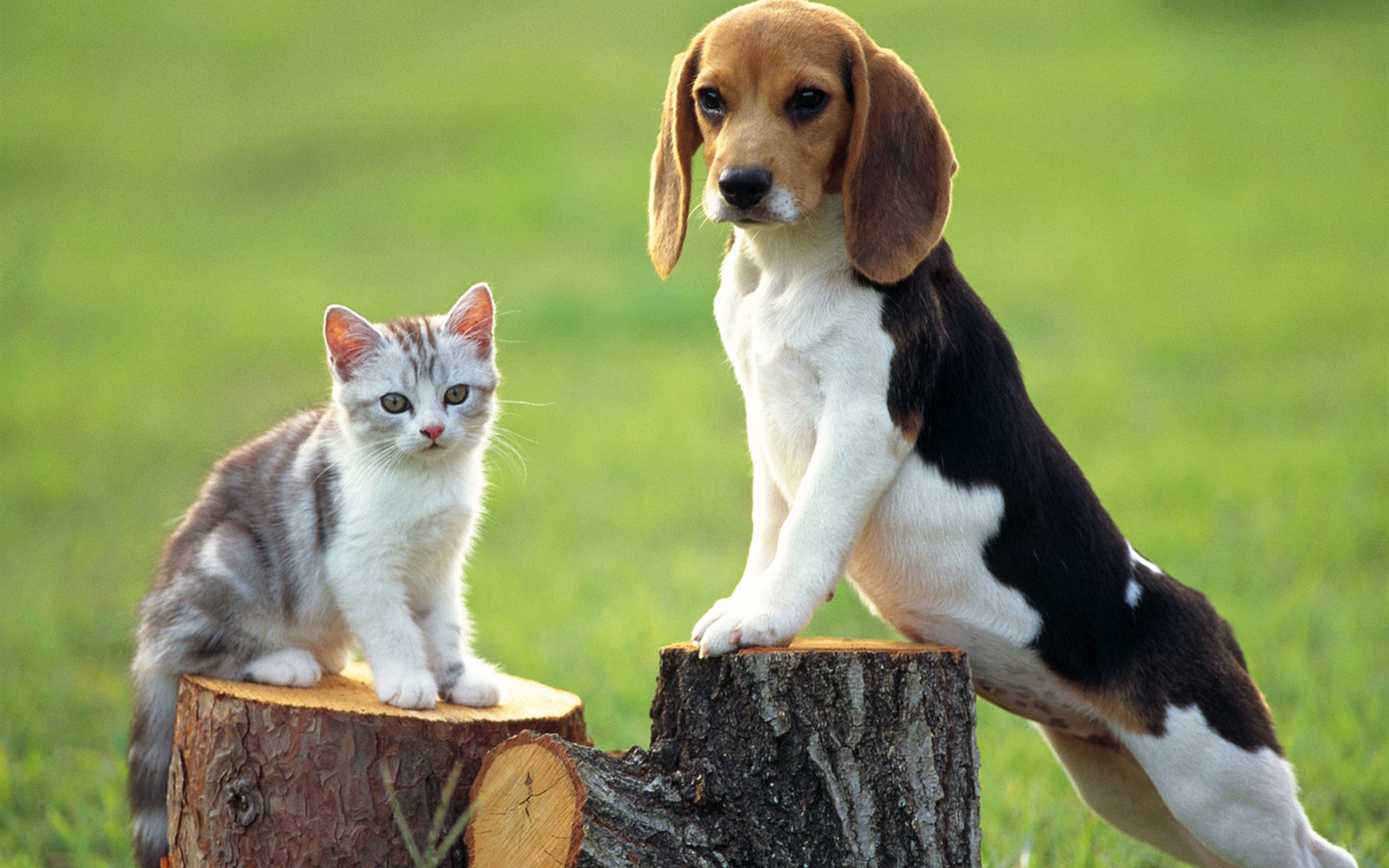 Beagle and kitten