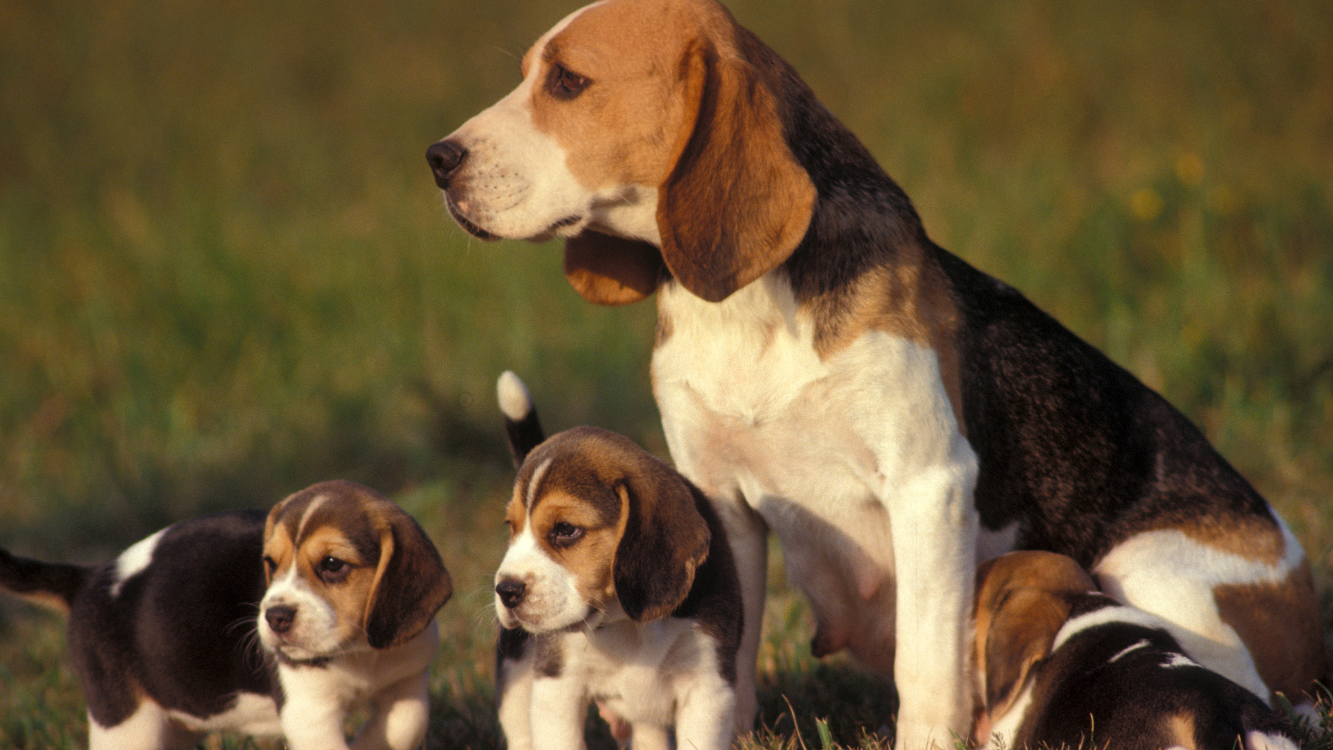Beagle with puppies