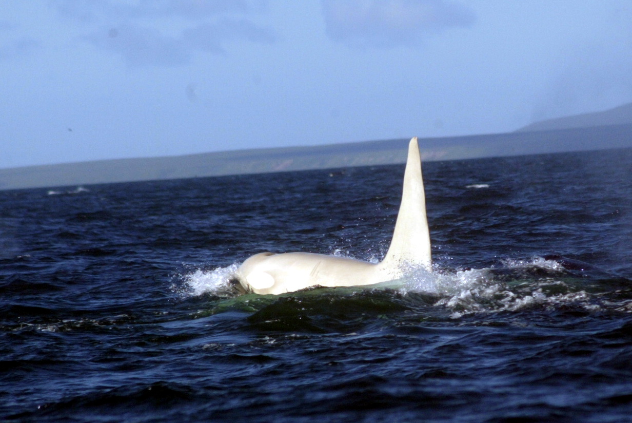 White Killer Whale