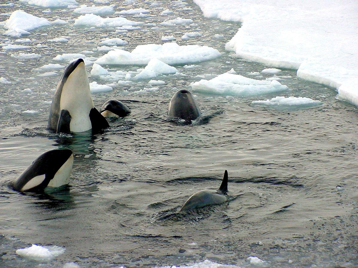 A pack of killer whales