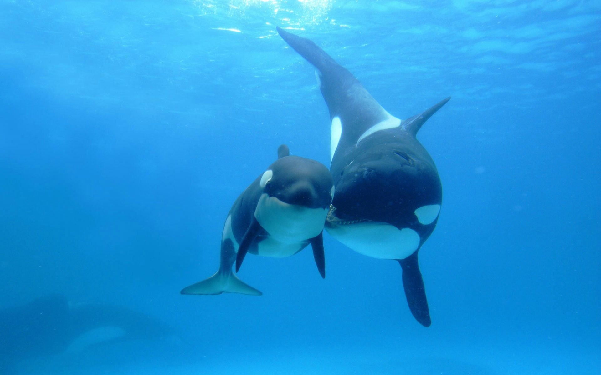 Killer Whale with a Cub
