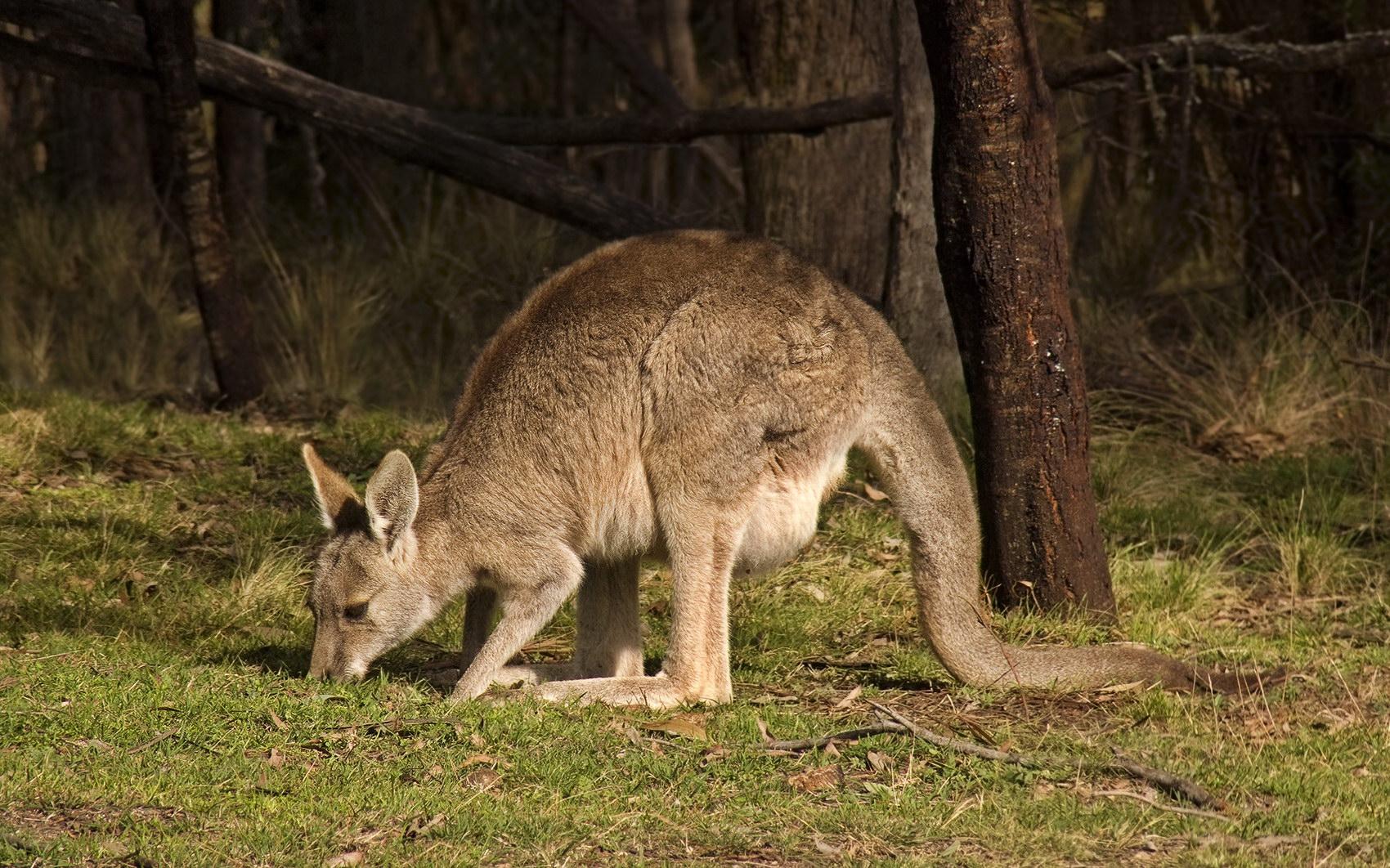 Kangaroo graze