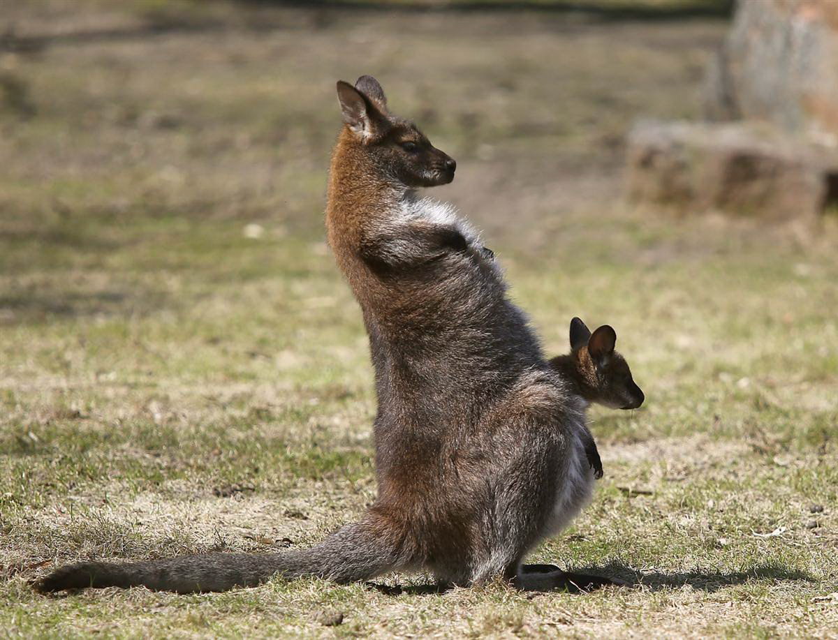 Kangaroo with baby in the bag