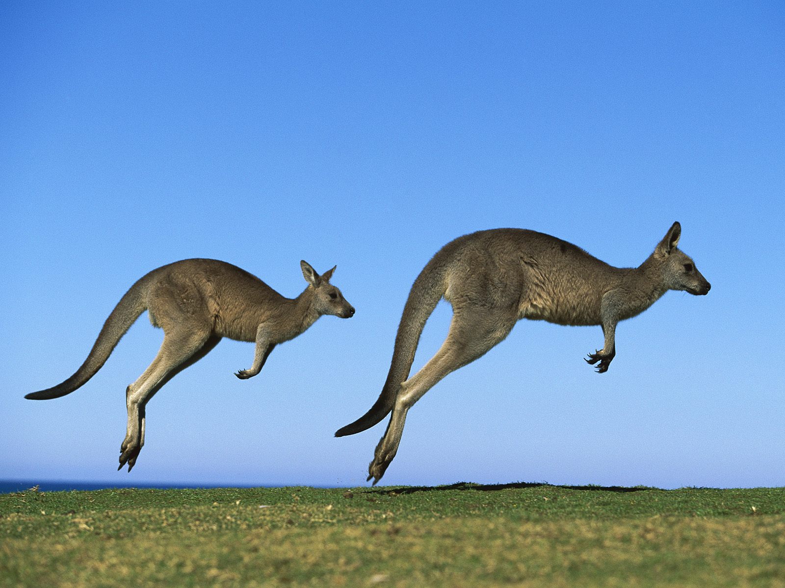 Couple kangaroo