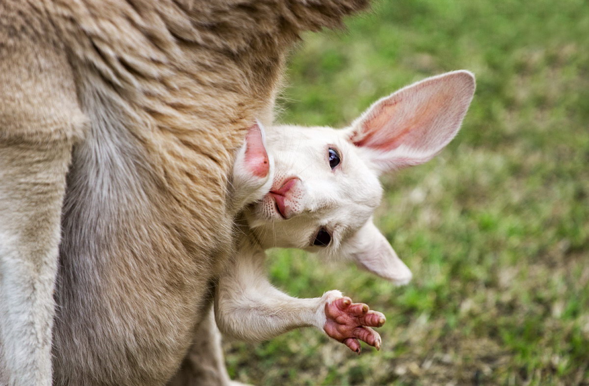 Baby kangaroo in bag