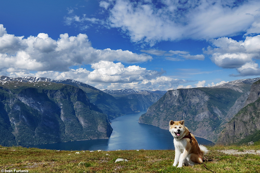 Photo of Akita Inu in the mountains