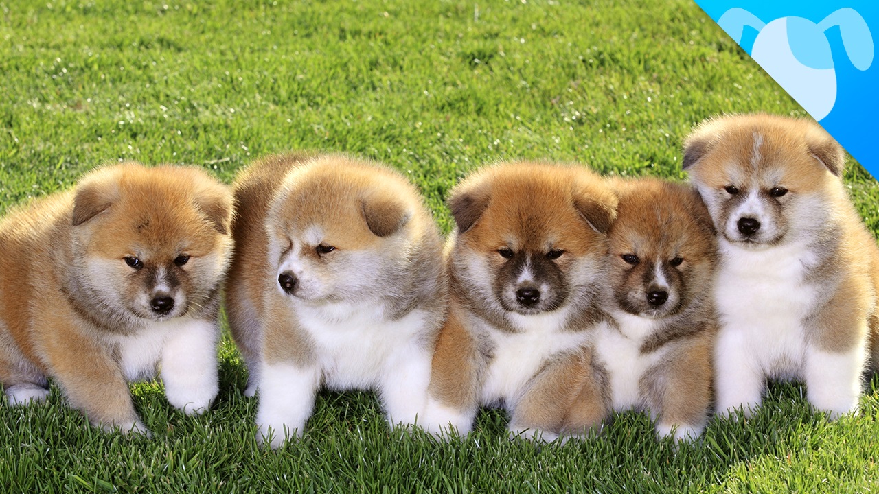 Akita Inu Puppies
