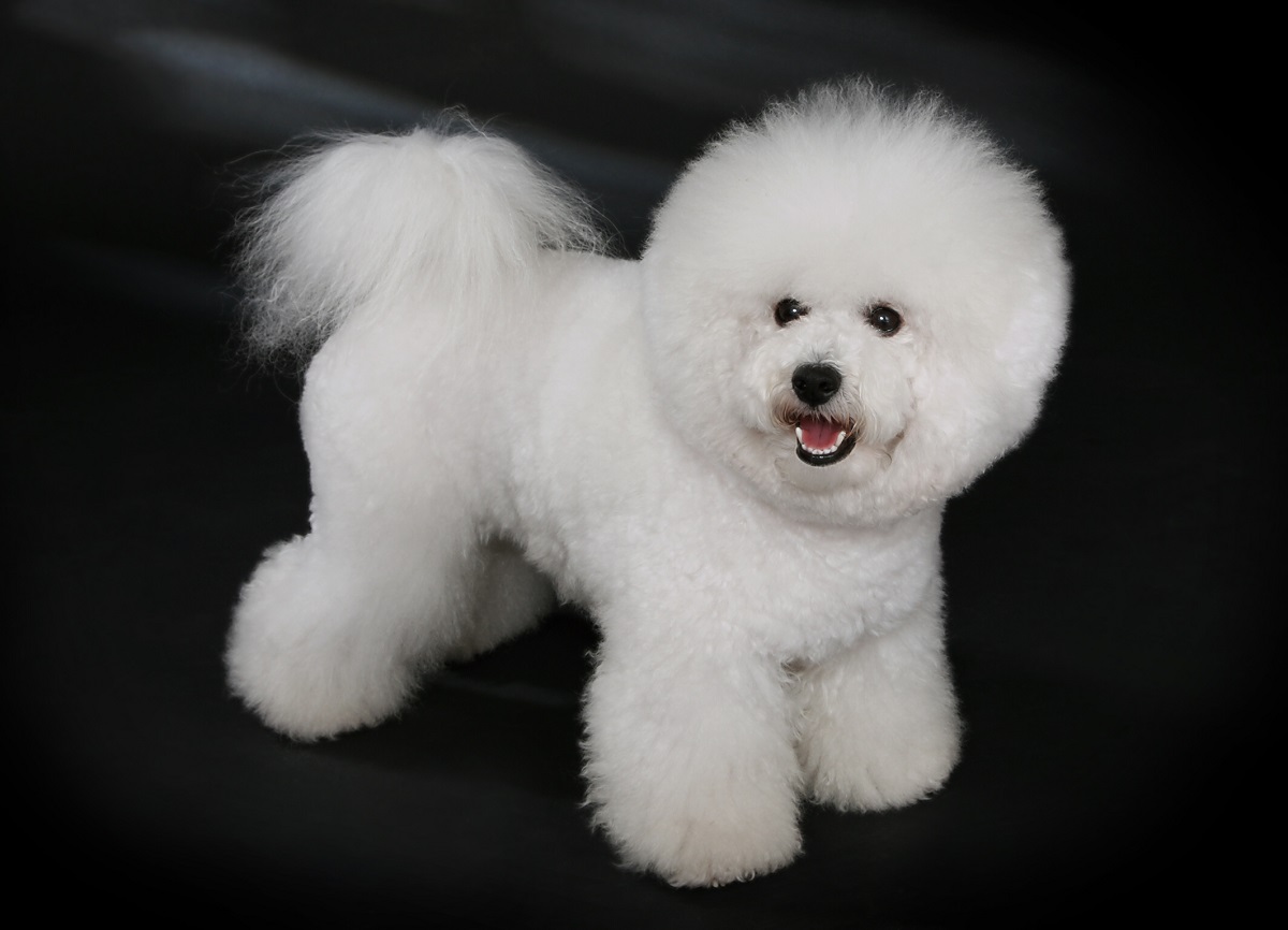 Bichon Frize with original hairstyle