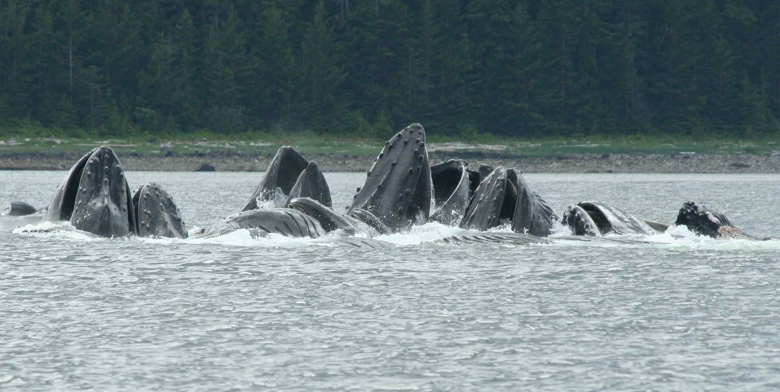 Herds of whales
