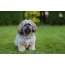 Trimmed Lhasa Apso