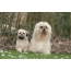 Adult lhasa apso with puppy