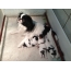 Japanese chin girl with puppies