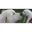 Pyrenean Mountain Dog with a puppy