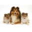 Shelties and puppies