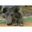 Deerhound with trimmed claws