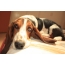 Photo basset hound