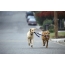 Labrador Retriever: Walking Each Other