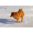 Karelo-Finnish husky in the snow