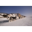 Sledding Yakut huskies
