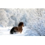 Beautiful photo of winter: horse in a snowdrift